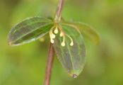 Kahles Kreuzlabkraut - Cruciata glabra (L.) Ehrend.