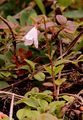 Twinflower - Linnaea borealis L.