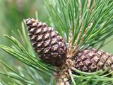 Dwarf Mountain-Pine - Pinus mugo Turra
