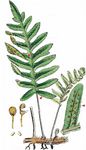 Gesägter Tüpfelfarn - Polypodium interjectum Shivas 