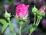Red Rose Of Lancaster - Rosa gallica L.