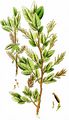 Swamp Willow - Salix myrtilloides L.