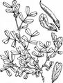 Spring Vetch - Vicia lathyroides L.