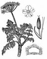 Alpen-Augenwurz - Athamanta cretensis L.