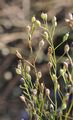 Gold-Of-Pleasure - Camelina sativa (L.) Crantz