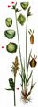 Downy-Fruited Sedge - Carex filiformis L.