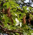 Turkey Oak - Quercus cerris L.