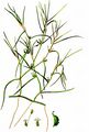 Horned Pondweed - Zannichellia palustris L. 