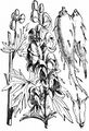 Monk's-Hood - Aconitum napellus L.