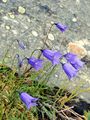 Scheuchzers Glockenblume - Campanula scheuchzeri Vill.