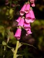 Roter Fingerhut - Digitalis purpurea L.