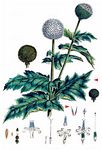 Drüsenblättrige Kugeldistel - Echinops sphaerocephalus L. 