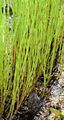 Marsh Horsetail - Equisetum palustre L.