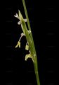 Floating Sweet-Grass - Glyceria fluitans (L.) R. Br.