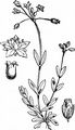 Jagged Chickweed - Holosteum umbellatum L.