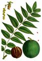 Black Walnut - Juglans nigra L.