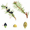 Common Juniper - Juniperus communis L.