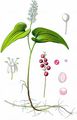 May Lily - Maianthemum bifolium (L.) F. W. Schmidt