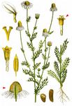 Echte Kamille - Matricaria chamomilla L. 