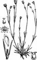 Teesdale Sandwort - Minuartia stricta (Sw.) Hiern