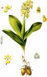 Blasses Knabenkraut - Orchis pallens L. 