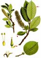 Halberd Willow - Salix hastata L.