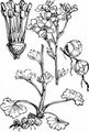 Knöllchen-Steinbrech - Saxifraga granulata L.