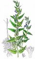 Skullcap - Scutellaria galericulata L.