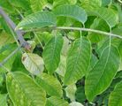 Tree-Of-Heaven - Ailanthus altissima (Mill.) Swingle