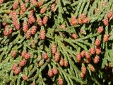 Lawson's Cypress - Chamaecyparis lawsoniana (A. Murray bis) Parl. 