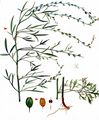 Garden Cress - Lepidium sativum L.