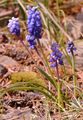 Weinbergs-Traubenhyazinthe - Muscari neglectum Guss. ex Ten.