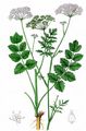 Burnet-Saxifrage - Pimpinella saxifraga L.