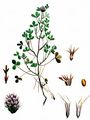 Rough Clover - Trifolium scabrum L.