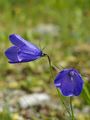 Scheuchzers Glockenblume - Campanula scheuchzeri Vill.