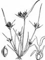 Brown Galingale - Cyperus fuscus L.