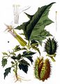 Thorn-Apple - Datura stramonium L.