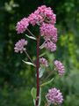 Berg-Fetthenne - Hylotelephium vulgare (Haw.) Holub