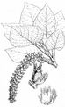 Western Balsam-Poplar - Populus trichocarpa Hook.