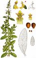 Perennial Yellow-Woundwort - Stachys recta L.