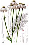 Straußblütige Wucherblume - Tanacetum corymbosum (L.) Sch. Bip. 