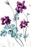 Schwarzviolette Akelei - Aquilegia atrata W. D. J. Koch 