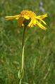 Blütenstand von Arnica montana - Berg-Wohlverleih (Asteraceae)