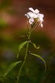 Zwiebel-Zahnwurz - Cardamine bulbifera (L.) Crantz