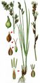 Greater Tussock-Sedge - Carex paniculata L.