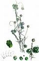 Flax Dodder - Cuscuta epilinum Weihe
