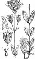 Pale St John's-Wort - Hypericum montanum L.