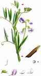 Sumpf-Platterbse - Lathyrus palustris L. 