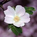 Soft Downy-Rose - Rosa mollis Sm.