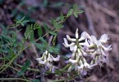 Alpine Milk-Vetch - Astragalus alpinus L.